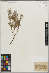 Foto von Salix repens subsp. rosmarinifolia (L.) Andersson